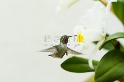 蜂鸟,自然,水平画幅,绿色,小的,鸟类,乡巴佬,椰子溪,春天,动物
