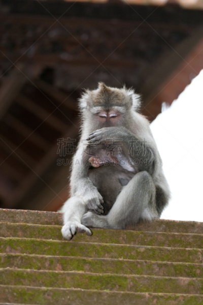 猴子,森林,巴厘岛,bay colobus monkey,长尾猕猴,猕猴,驯养动物,香蕉树,贪欲,垂直画幅