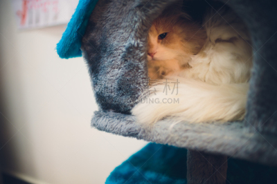 可爱的,猫,住宅内部,注视镜头,肖像,舒服,复古风格,狗,哺乳纲,猫科动物