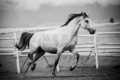 马,水笔,特写,准确,赛马,水平画幅,马年,无人,大农场,南非