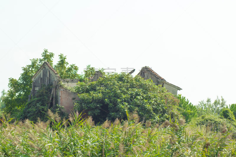 泻湖,建筑结构,被抛弃的,普通芦苇,苇地,地下水,梯牧草,香蒲,藓沼,簇叶从生的