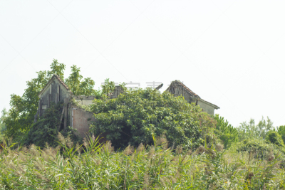 泻湖,建筑结构,被抛弃的,普通芦苇,苇地,地下水,梯牧草,香蒲,藓沼,簇叶从生的
