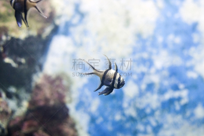 泗水玫瑰鱼,热带鱼,在下面,水,水平画幅,无人,水下,异国情调,特写,白色
