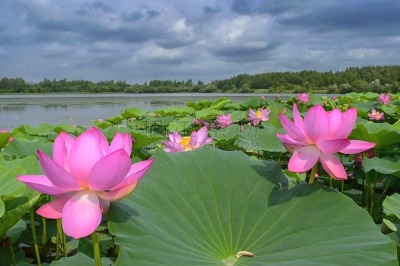 莲池,暴风雨,哈巴罗斯福克边疆区,水,荷花,水平画幅,无人,东亚,户外,湖