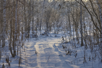 雪,古老的,雪上汽车运动,痕迹,在之间,水平画幅,无人,户外,干的,草