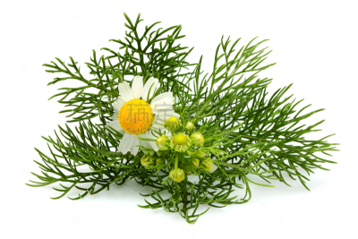 甘菊,特写,野生植物,分离着色,甘菊花,洋甘菊茶,草药,美,水平画幅,俄罗斯