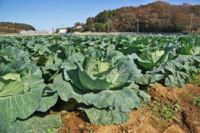 Cabbage field
キャベツ畑