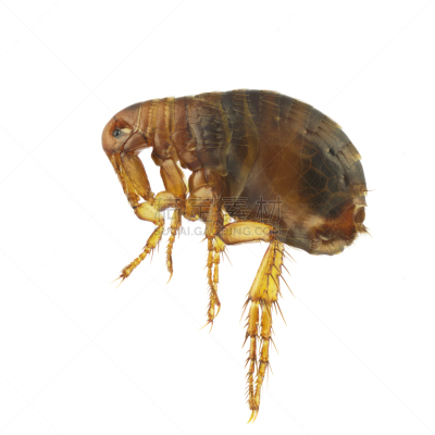 人蚤,跳蚤,白色背景,horn fly,黑死病,运动训练诊所,皮炎,微生物学,绘画插图,动物学