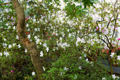 杜鹃花,花朵,自然美,商务,清新,热带气候,浪漫,英格兰,现代,园林