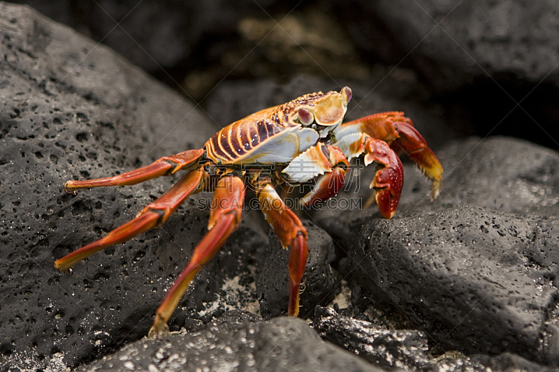莎莉轻脚蟹,加拉帕戈斯群岛,萨尔瓦多岛,南美,水平画幅,无人,节肢动物,海洋生命,户外,一只动物