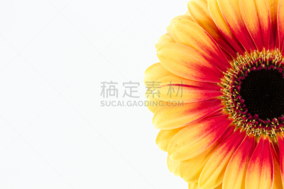 红色,非洲雏菊,黄色,白色背景,分离着色,自然美,自然,留白,式样,水平画幅