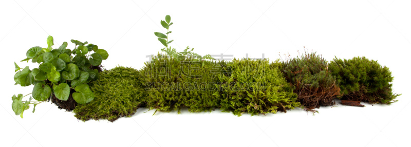 苔藓,土壤检测仪,自然,水平画幅,根部,无人,全景,泥土,草坪,户外