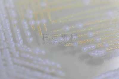 传媒,酵母,大群动物,细菌,微生物学,放线菌属,实验室,霉菌,学习