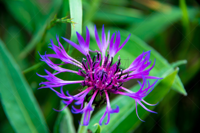 山,creeping bluet,美,公园,水平画幅,无人,夏天,户外,草,特写
