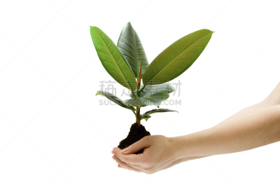 绿色,植物,手牵手,雌性动物,印度榕,无花果树,自然,水平画幅,秧苗,小的
