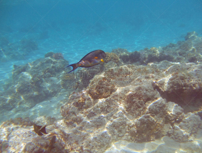颊纹鼻鱼,水平画幅,非洲,水下,埃及,红海,北非,海鱼,海洋,中东