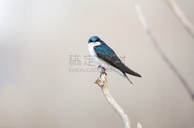 树燕,自然,白色,野生动物,喙,水平画幅,蓝色,鸟类,枝,北美歌雀