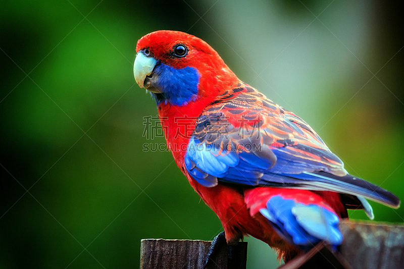 红草鹦鹉,自然,美,野生动物,水平画幅,绿色,可爱的,无人,色彩鲜艳,蓝色