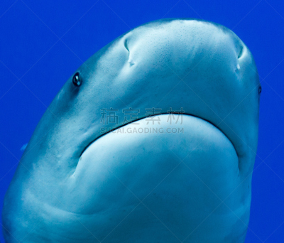 bull shark,斐济,鲨鱼,水平画幅,无人,动物头,太平洋,公牛,海洋,摄影