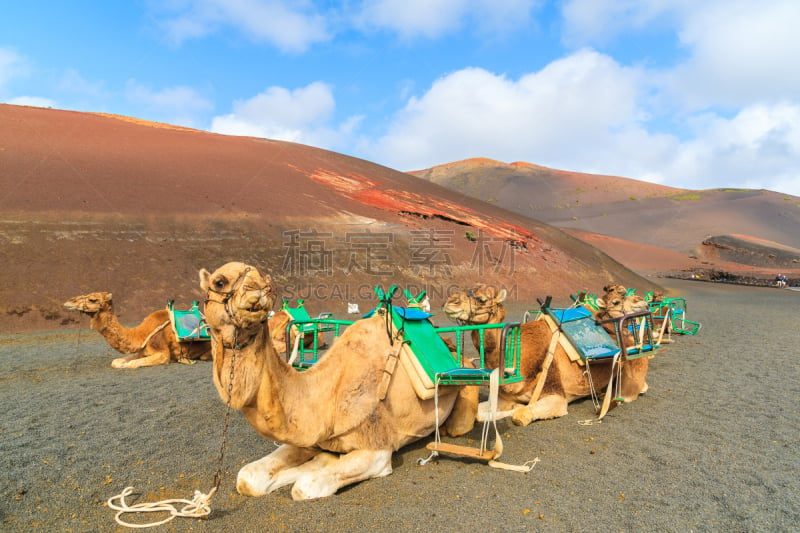 timanfaya national park,骆驼,单峰骆驼,兰萨罗特岛,水平画幅,沙子,大西洋群岛,旅行者,户外,干的