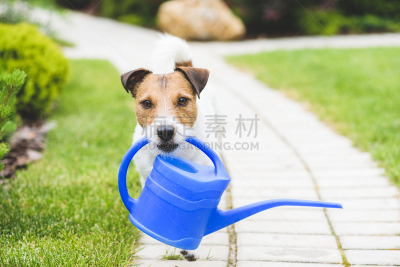 喷壶,可爱的,园艺师,杰克拉瑟短腿犬,灌溉设备,水平画幅,进行中,梗犬,夏天,户外
