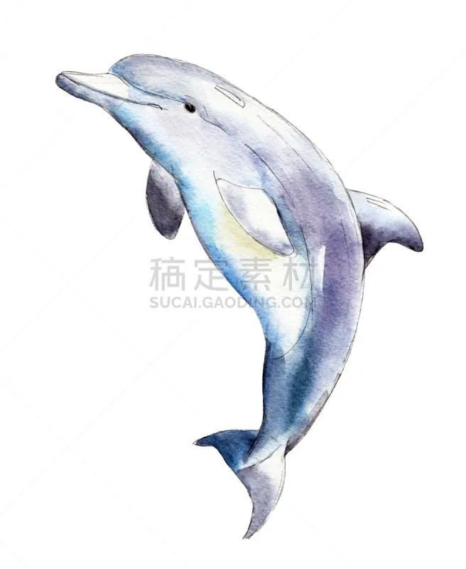 绘画插图 海豚 白色背景 水彩画 分离着色 动物手 垂直画幅 水 美图片素材下载 稿定素材 绘画插图 海豚 白色背景 水彩画 分离着色 动物手 垂直画幅 水 美图片素材下载 稿定素材