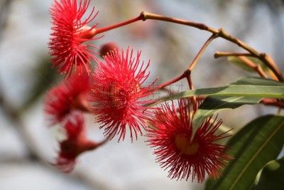 桉树,红色,澳大利亚,自然美,公园,水平画幅,无人,mindanao gum tree,植物园,户外