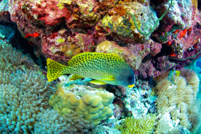 black spotted sweetlips,水平画幅,水肺潜水,无人,水下,埃及,苏丹共和国,野外动物,户外,生态多样性