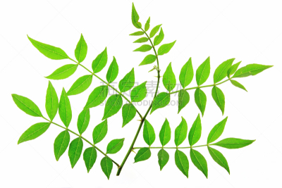 秦椒,胡椒,四川省,水平画幅,绿色,无人,嫩枝,芸香科,香料,背景分离