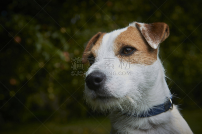 教区牧师,狗,梗犬,宠物,杰克拉瑟短腿犬,注视镜头,russell,敏捷,动物身体部位,夏天