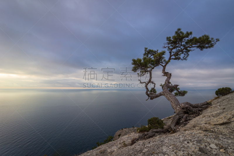 松树,克里米亚,俄罗斯,色彩鲜艳,水边,粉色,自然美,黎明,自然,天空