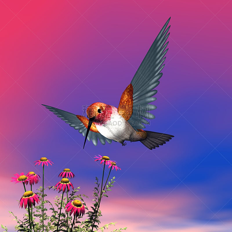 三维图形,红褐色蜂鸟,喉咙,鸟类,动物身体部位,仅一朵花,蜂鸟,白色,喙,自然
