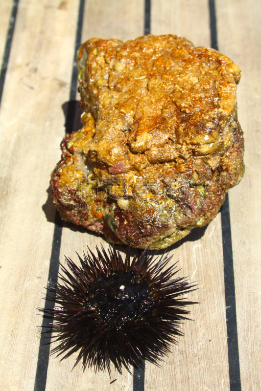 岩石,黑海胆,红海胆,海胆,北大西洋,在底端,水,水下,海产,野外动物