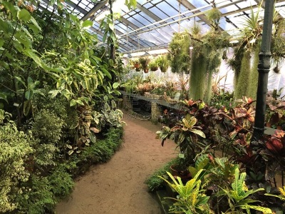 生物学,植物学,植物群,鸡尾酒,清新,替代医药,景观设计,花园装置,热带气候,简单