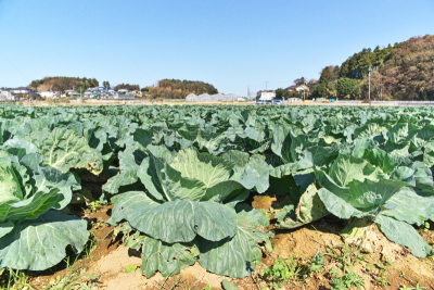 Cabbage field
キャベツ畑