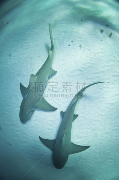 鲨鱼,垂直画幅,水,requiem shark,野生动物,沙子,水下,野外动物,海底,海洋