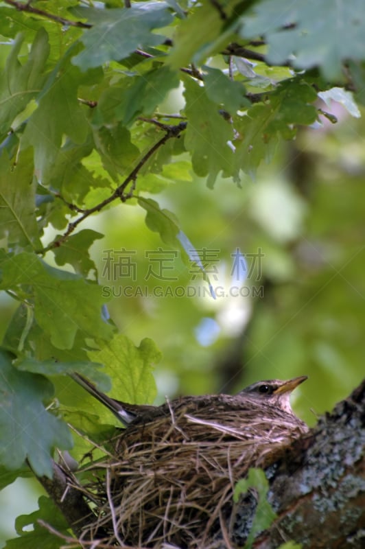 黄色,尖栅栏,垂直画幅,褐色,鸟类,野外动物,夏天,户外,草,面包