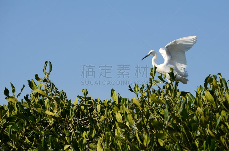 红树林,大白鹭,热带气候,野生动物,环境,白鹭,鹳,脖子,牛白鹭,池塘