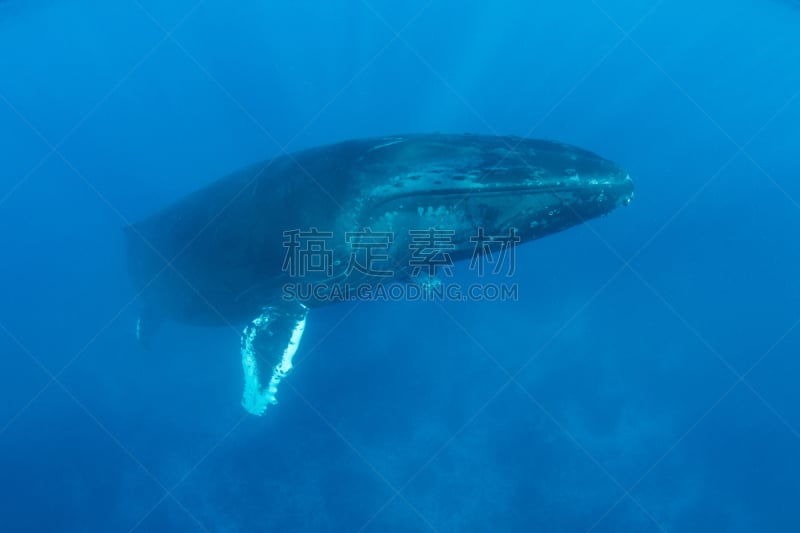 座头鲸,巨大的,水下,水,水平画幅,水肺潜水,大西洋,生态多样性,拉丁美洲,热带气候