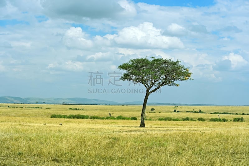 肯尼亚山,自然,公园,野生动物,水平画幅,地形,无人,非洲,热带树,夏天