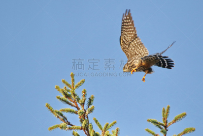 灰背隼,天空,褐色,野生动物,食肉鸟,水平画幅,鸟类,动物身体部位,红隼,翅膀