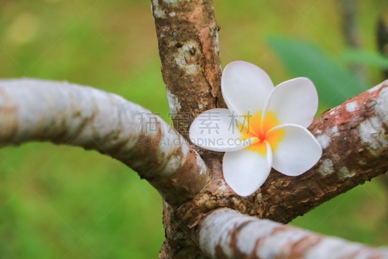 赤素馨花,白色,宝塔,自然美,普通名称,寺庙,美,芳香的,水平画幅,spa美容