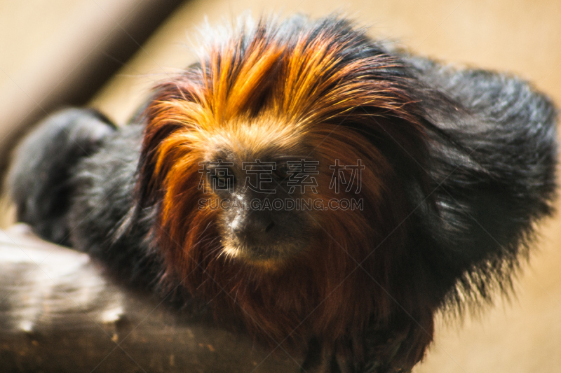 金色,lion tamarin,头球,自然,水平画幅,无人,动物,猴子,绢毛猴,特写