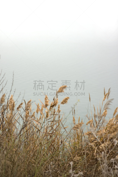 灯心草,海滩,普通芦苇,苇地,地下水,梯牧草,藓沼,簇叶从生的,垂直画幅,水