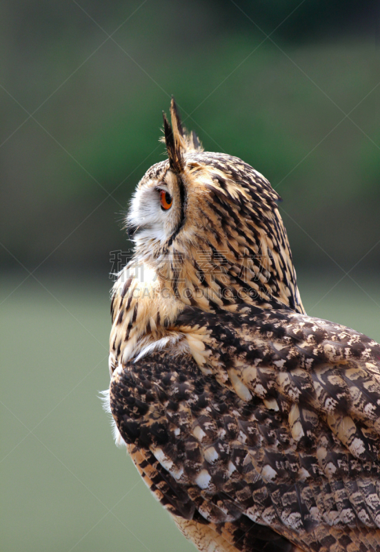 大雕,自然,垂直画幅,野生动物,食肉鸟,非都市风光,橙色,hawk owl,猫头鹰,鸟类