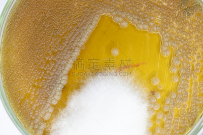皮氏培养皿,大群动物,细菌,微生物学,土样,盘子,实验室,背景,教育,生长