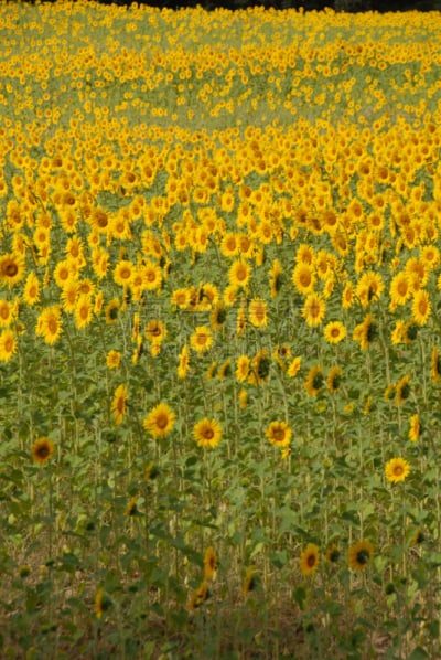 Sonnenblume, gelb, sommer, sonne, blume, blüte, sonnenblumen, helianthus annuus, helianthus, korbblütengewächse, asteraceae, heliotropismus, tournesol, girasol, sommer, sonne, sommerblume, blume, blumen, blüten, pflanze, pflanzen, sonnenblumenkern, kaffee