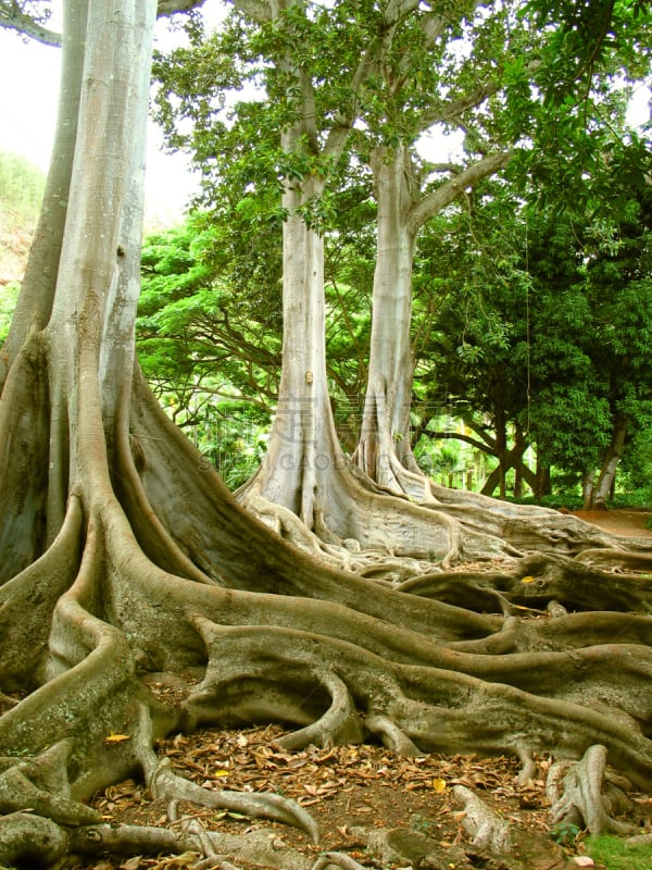 moreton bay fig,自然,垂直画幅,起源,公园,成一排,绿色,木制,根部,无人