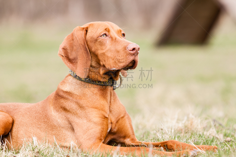 猎犬,狗,维希拉猎犬,美,褐色,纯种犬,水平画幅,可爱的,干的,波音达猎犬