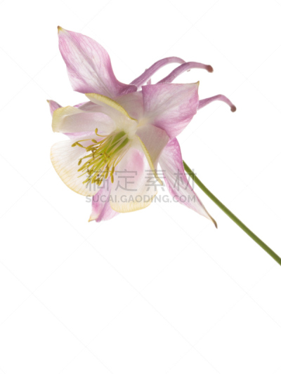 耧斗菜,仅一朵花,白色,龙胆花,芳香的,异国情调,背景分离,紫色,垂直画幅,脆弱